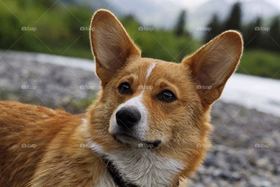 Corgi Model