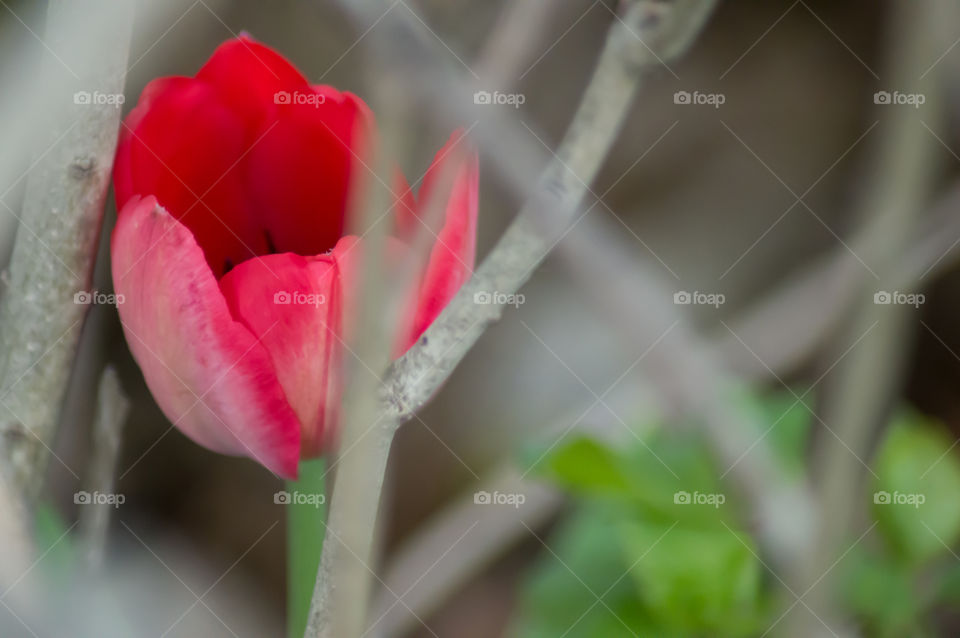 Closeup of beautiful pink tulip 