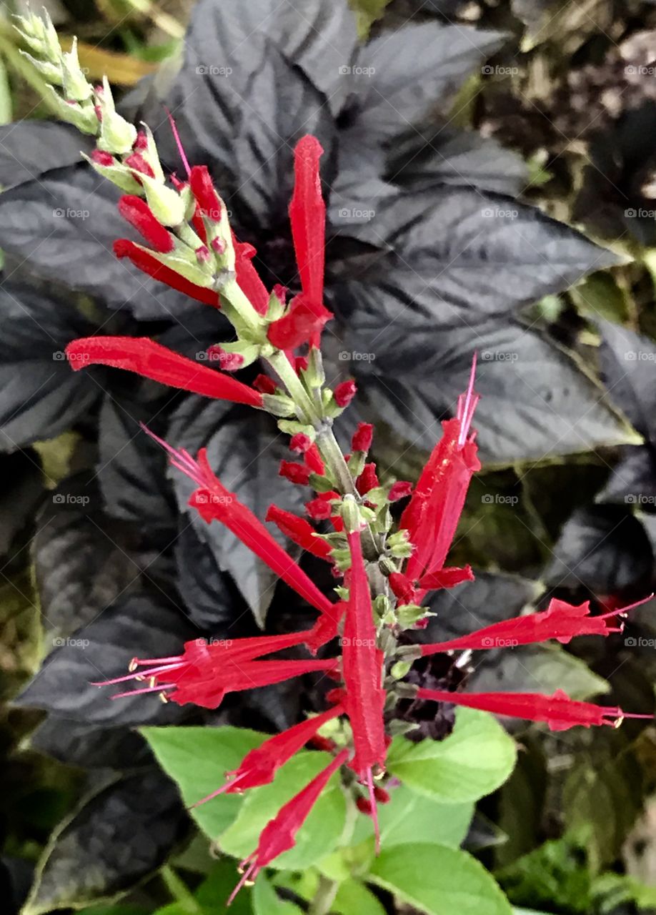 Red Color Story, red, flower, flowers, leaves