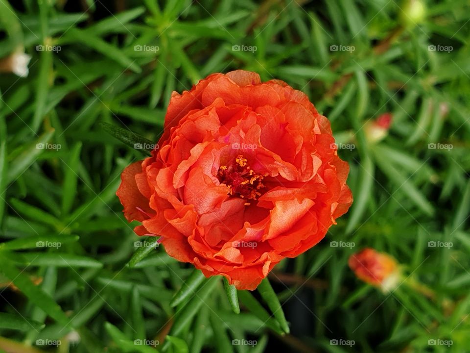 the Portulaca Grandiflora