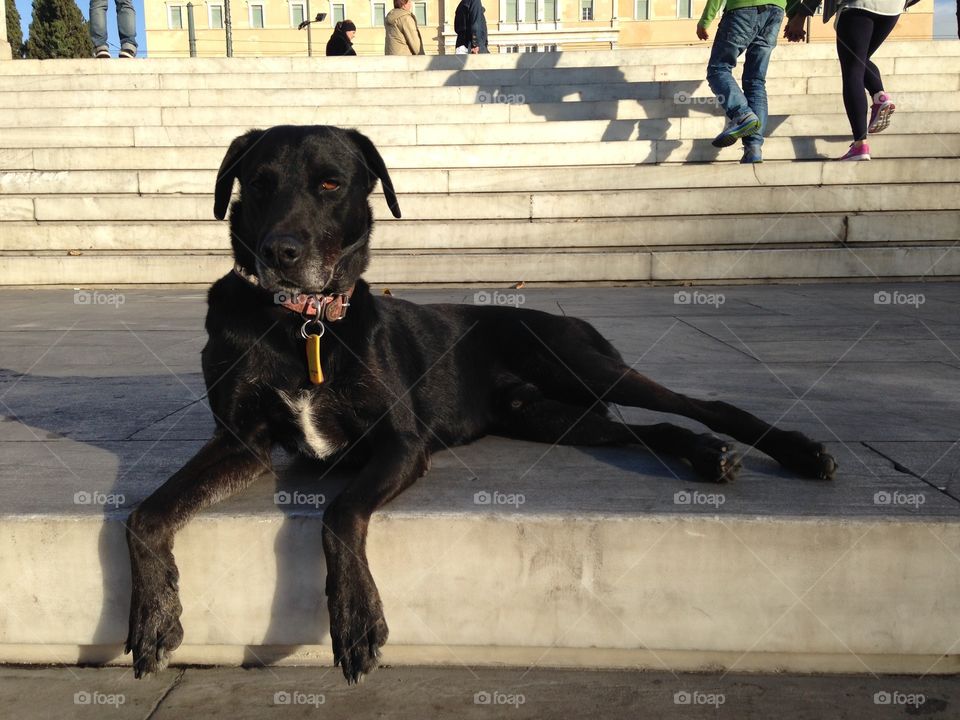 Dog, People, Street, Portrait, One