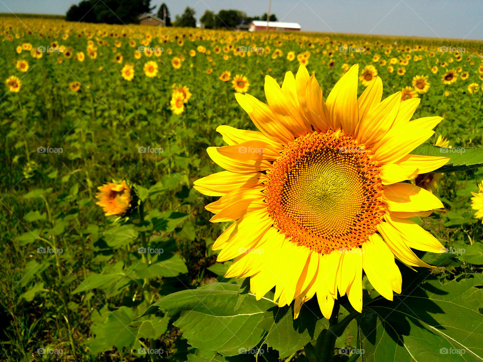 field of sunflowers