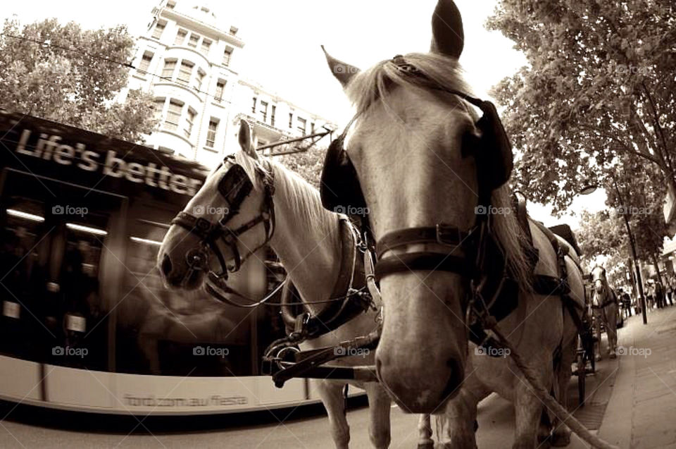 city horses classic life by krispett