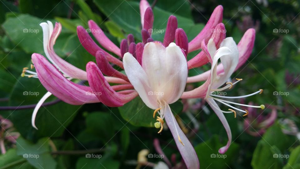 honeysuckle