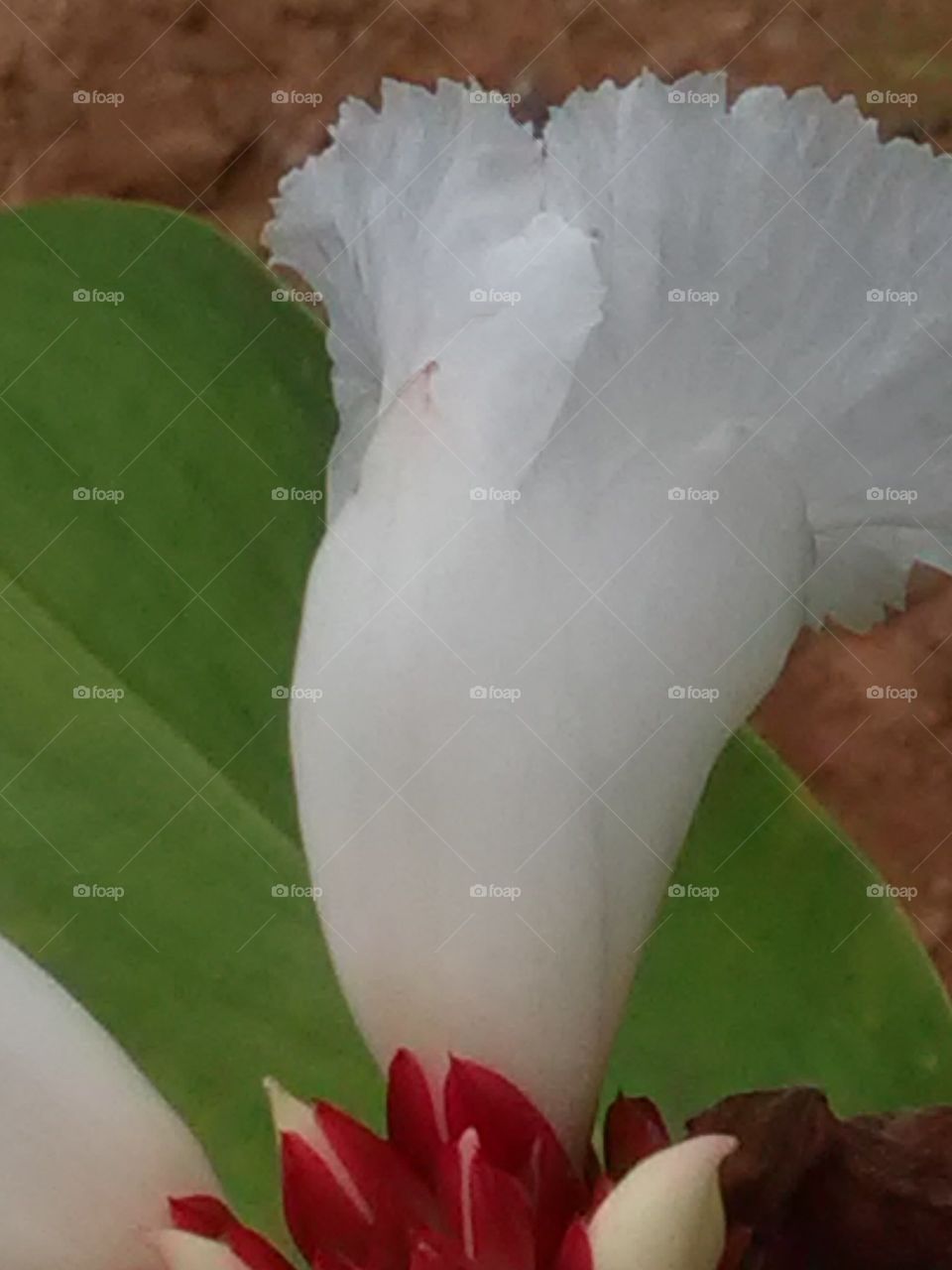 Do not look at it with my eyes, that there is no angel in white clothes. beautiful flower.