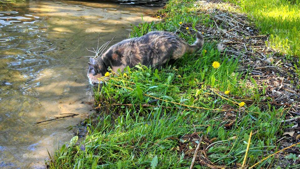 Thirsty Cat on lake