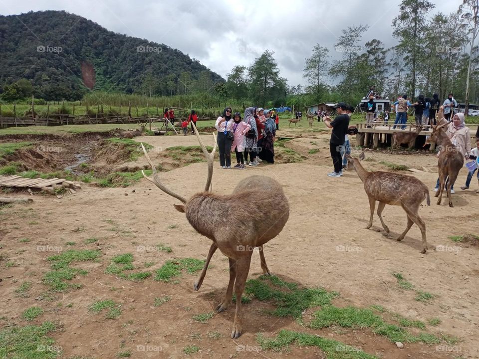a place deer breeding