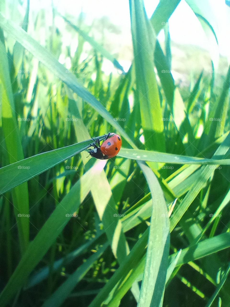 Grass and ladybug 🐞🌱 Small and cute creature 💚❤️📷