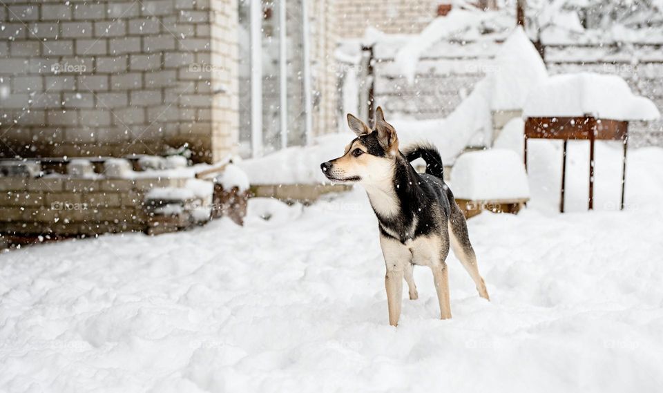 walking the dogs in winter