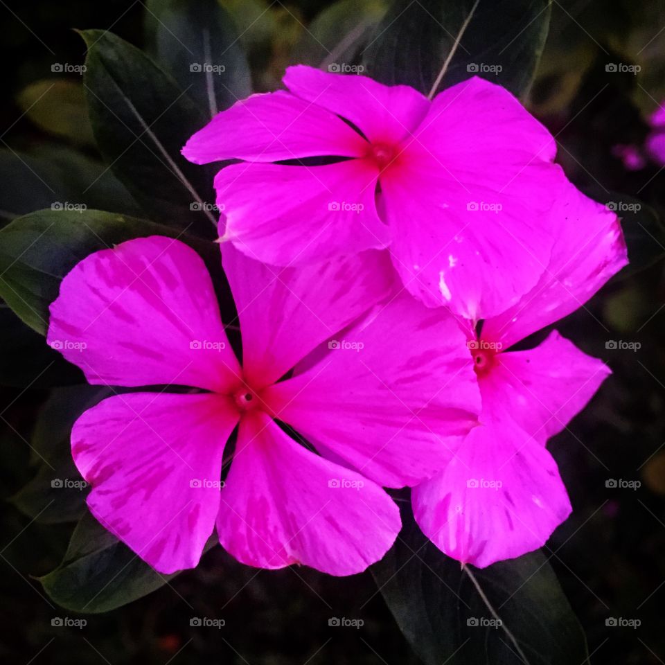 #Flores belas pós-treino. Cores vibrantes e inspiradoras para o #sábado!

#nature #flowers #jardinagem