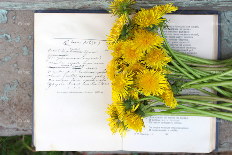 Book, Dandelion, flower, vegetation, plants, meadow, meadow, village, sun, summer, heat, nature, landscape, still life, yellow, white, beautiful, furry,