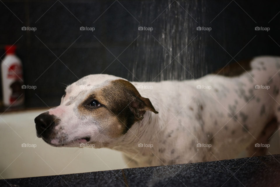 Close-up of having bath in bathtub