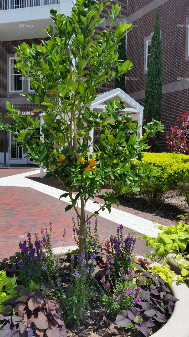 plants,  trees and building