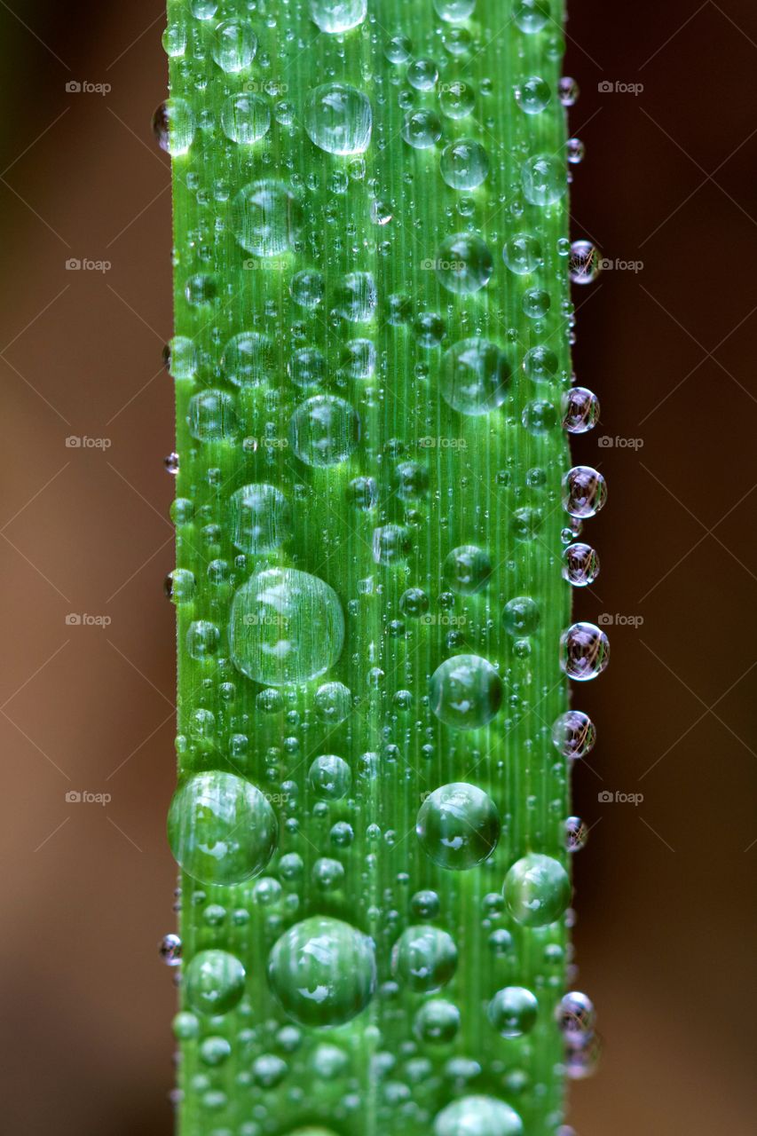 A portrait of a blade of grass full of water drops. the raindrops are circle shaped.