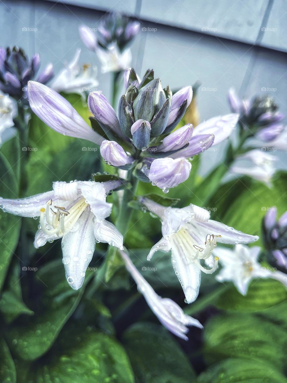 Droplets of water on a purple flower 