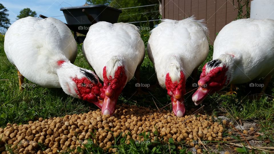 Dinner Time!. Our Muscovy Ducks chowing down :)