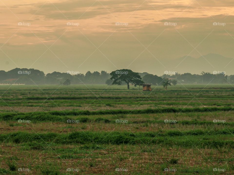 Early Morning at the rice Fields. Pastel color of sunrise.