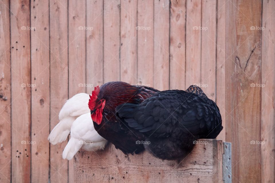 Chickens taking a nap