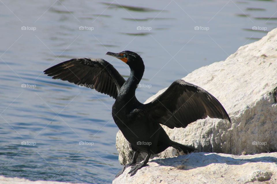 Cormorant Drying Wings by Rocks