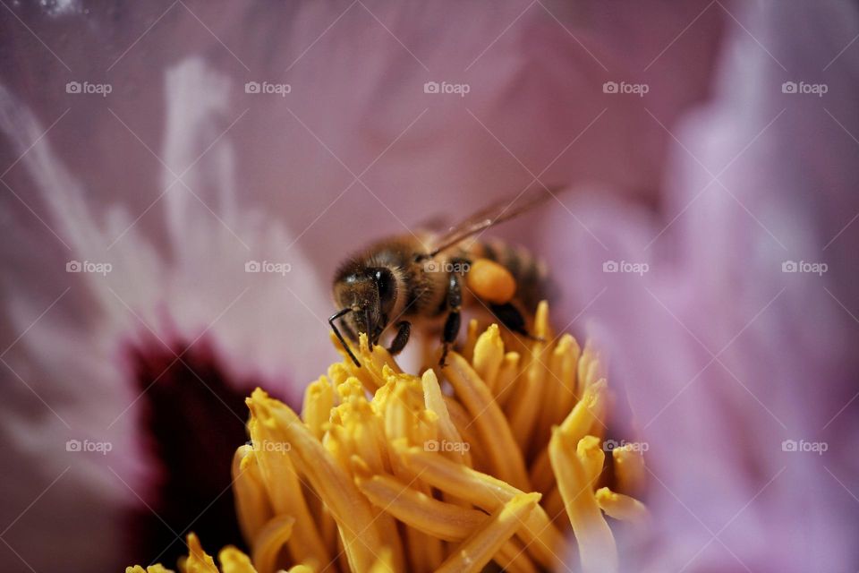 bee