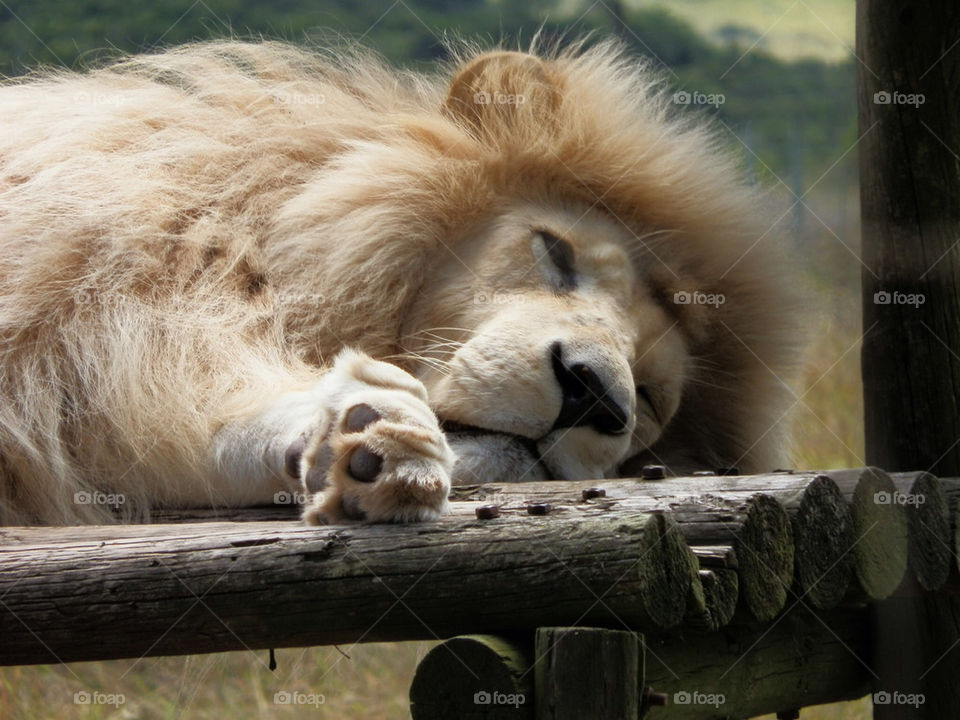 Close-up of resting lion