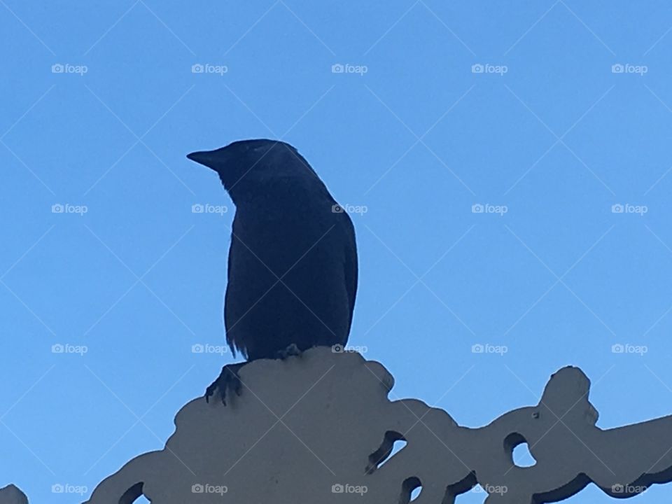 Jackdaw