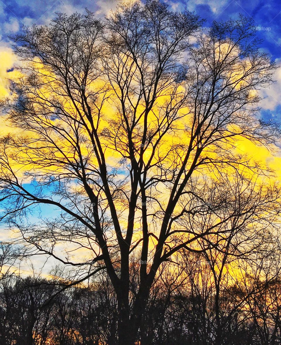 Silhouette of bare trees