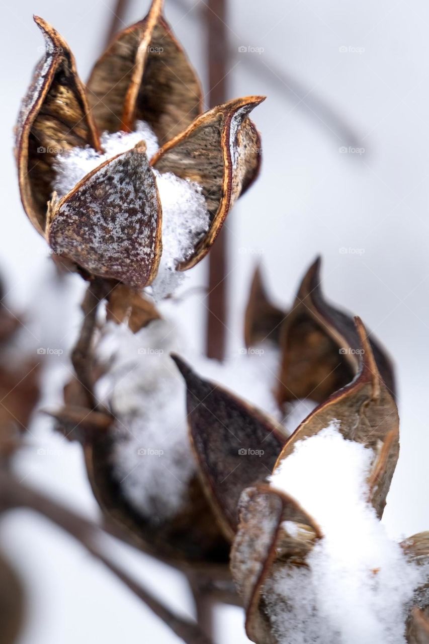 Snow in Cotton Plant