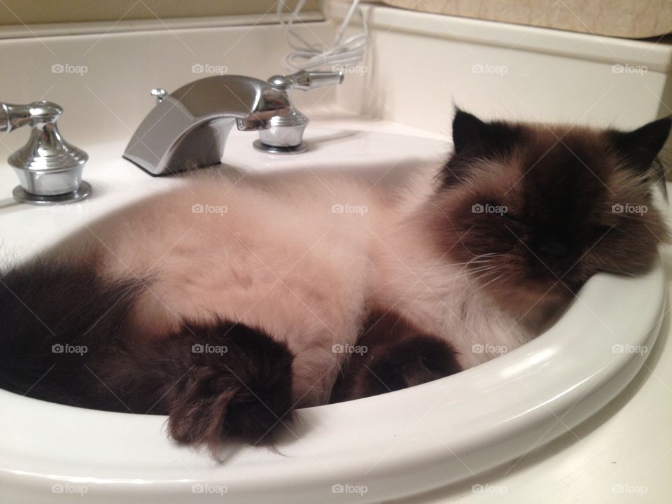 Trinity the Seal Point Himalayan kitty being lazy and chilling in the cool sink on a hot day. 