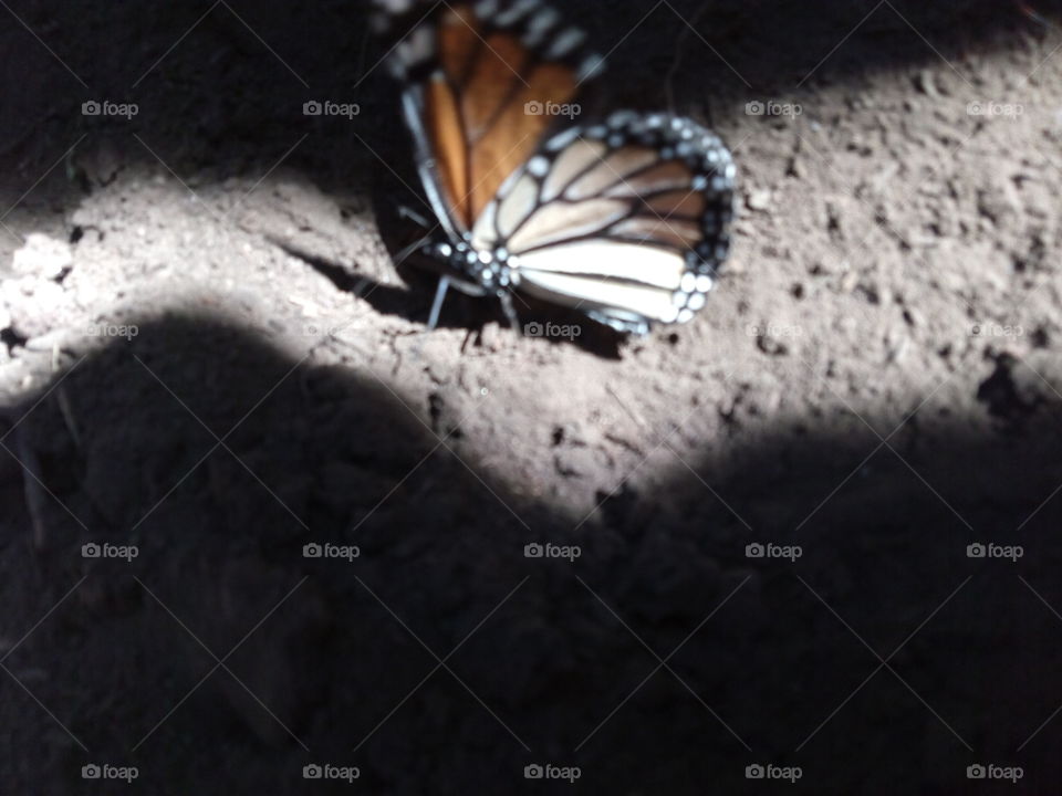 mariposa monarca