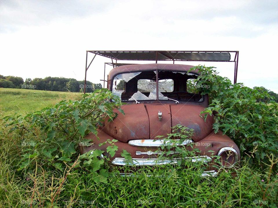 out to pasture