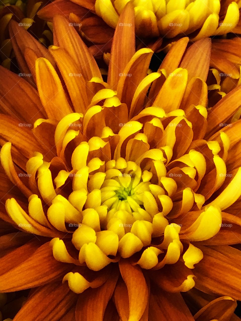 Looking close, inside a Chrysanthemums, we can get an explosion of color and texture. The perfection of the petals, and the delicate details of it.