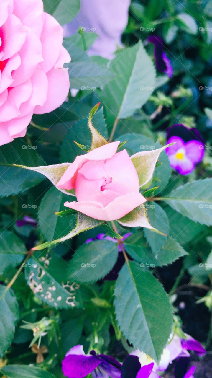 Beautiful pink rosebud about to bloom