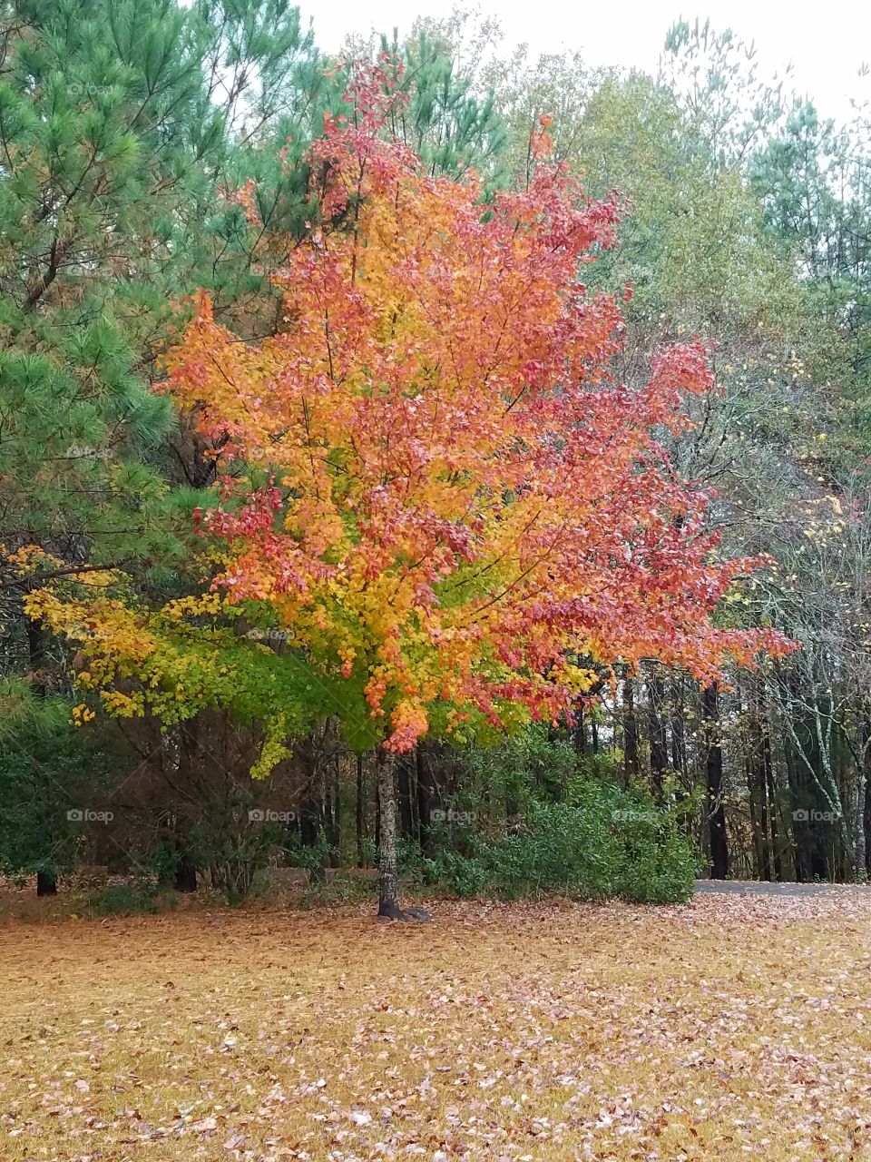 Beautiful Fall