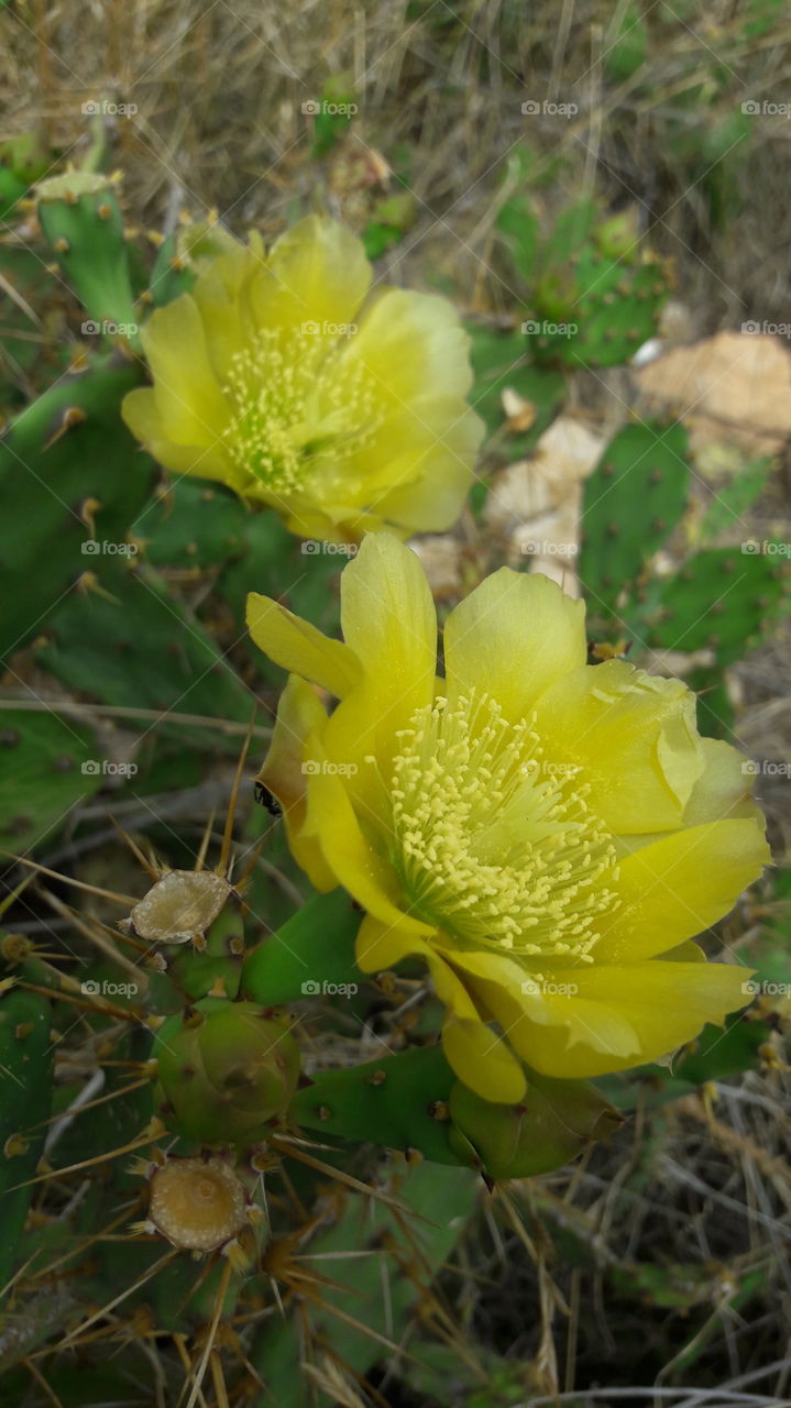 crasa. cactus