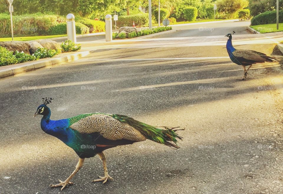 Peacocks crossing the street 