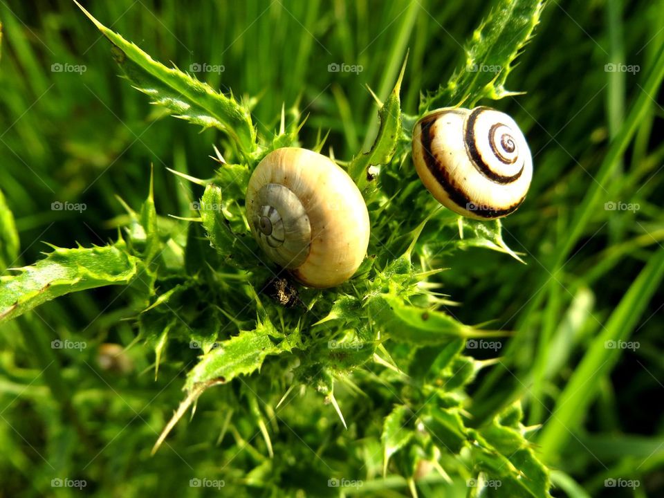 snails on thistle