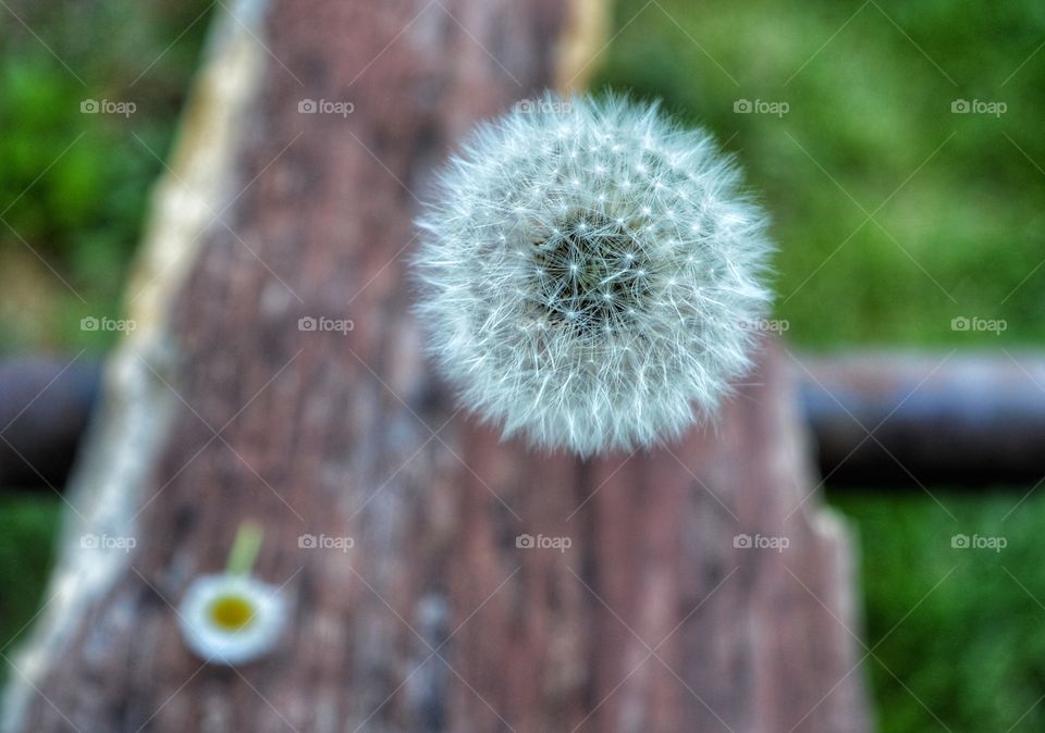 Nature, Flora, Wood, Growth, No Person
