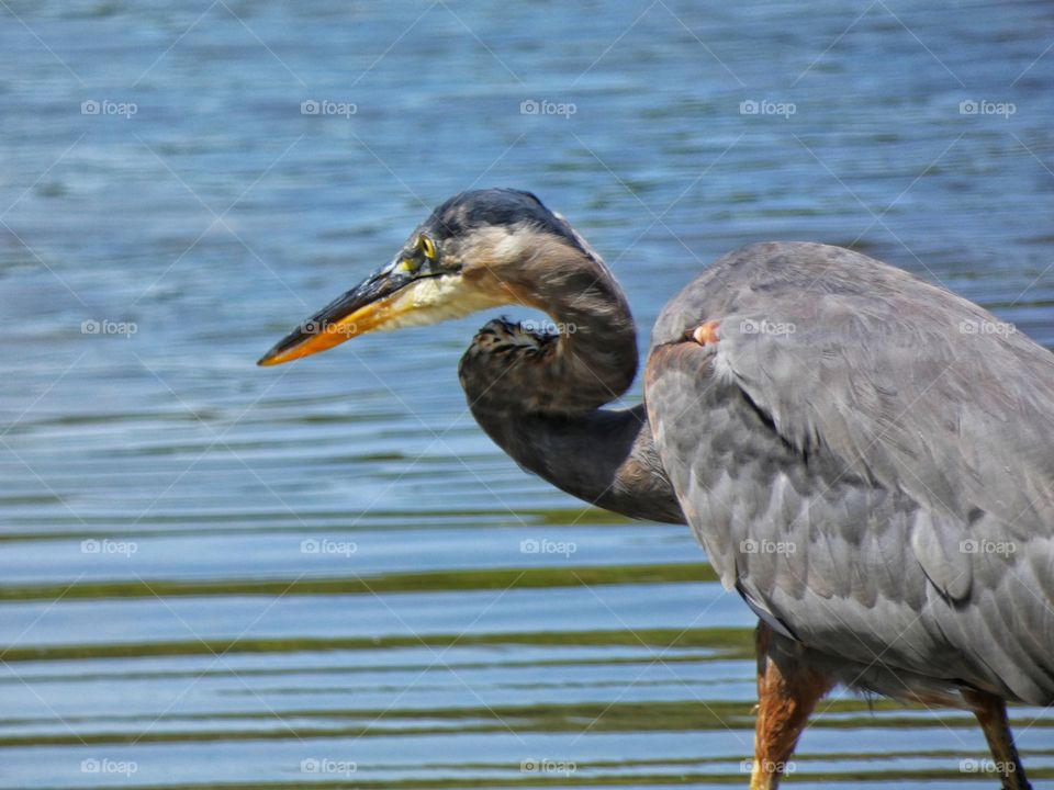 great blue heron