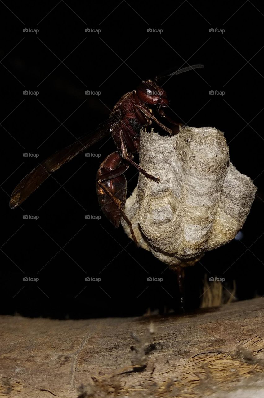 A big wasp landed in his house