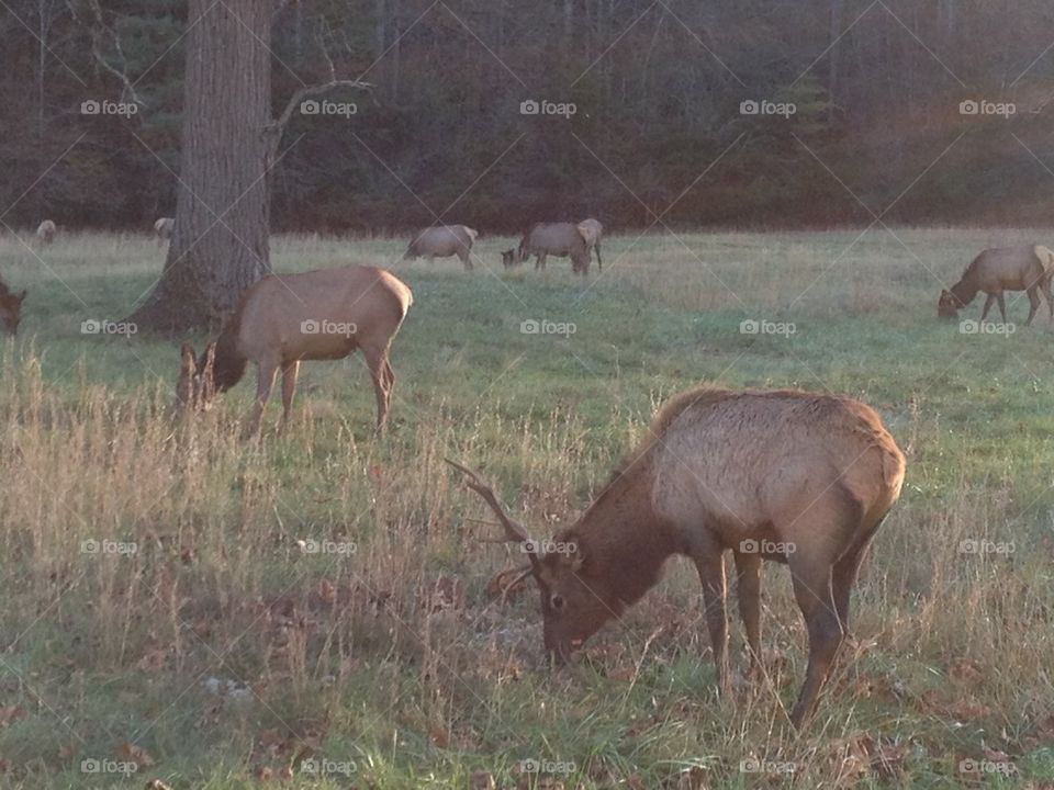 Elk herd