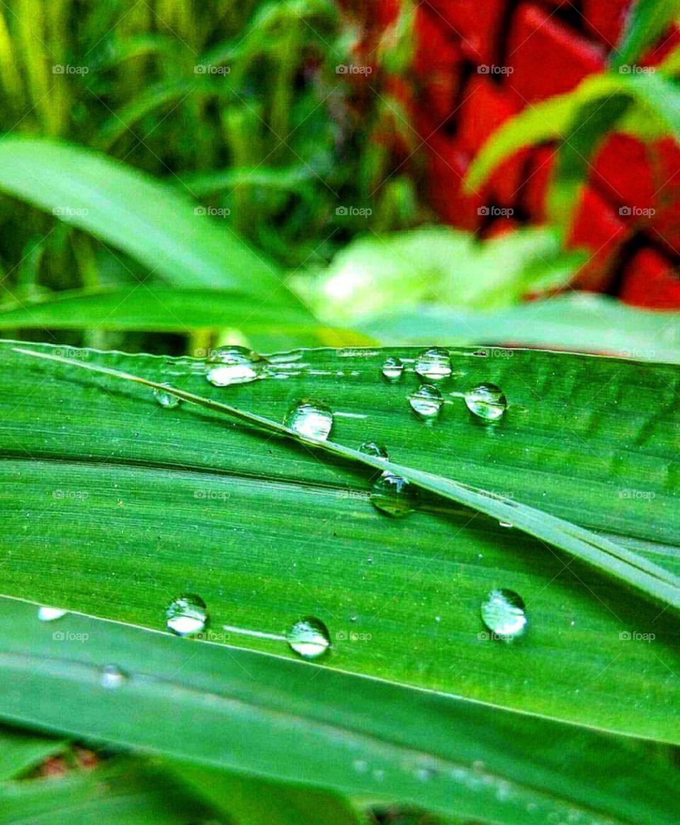 Rain drops 