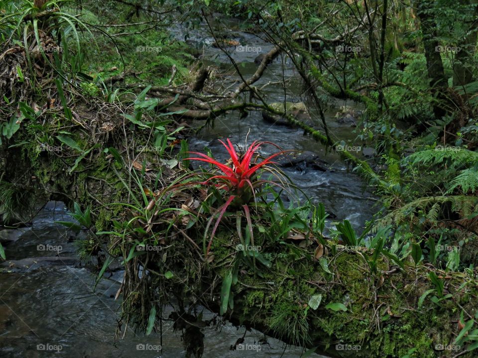 🇧🇷 Linda bromélia em um tronco morto caído sobre um rio.
🇺🇲 Stunning bromeliad on a dead tree over a River.