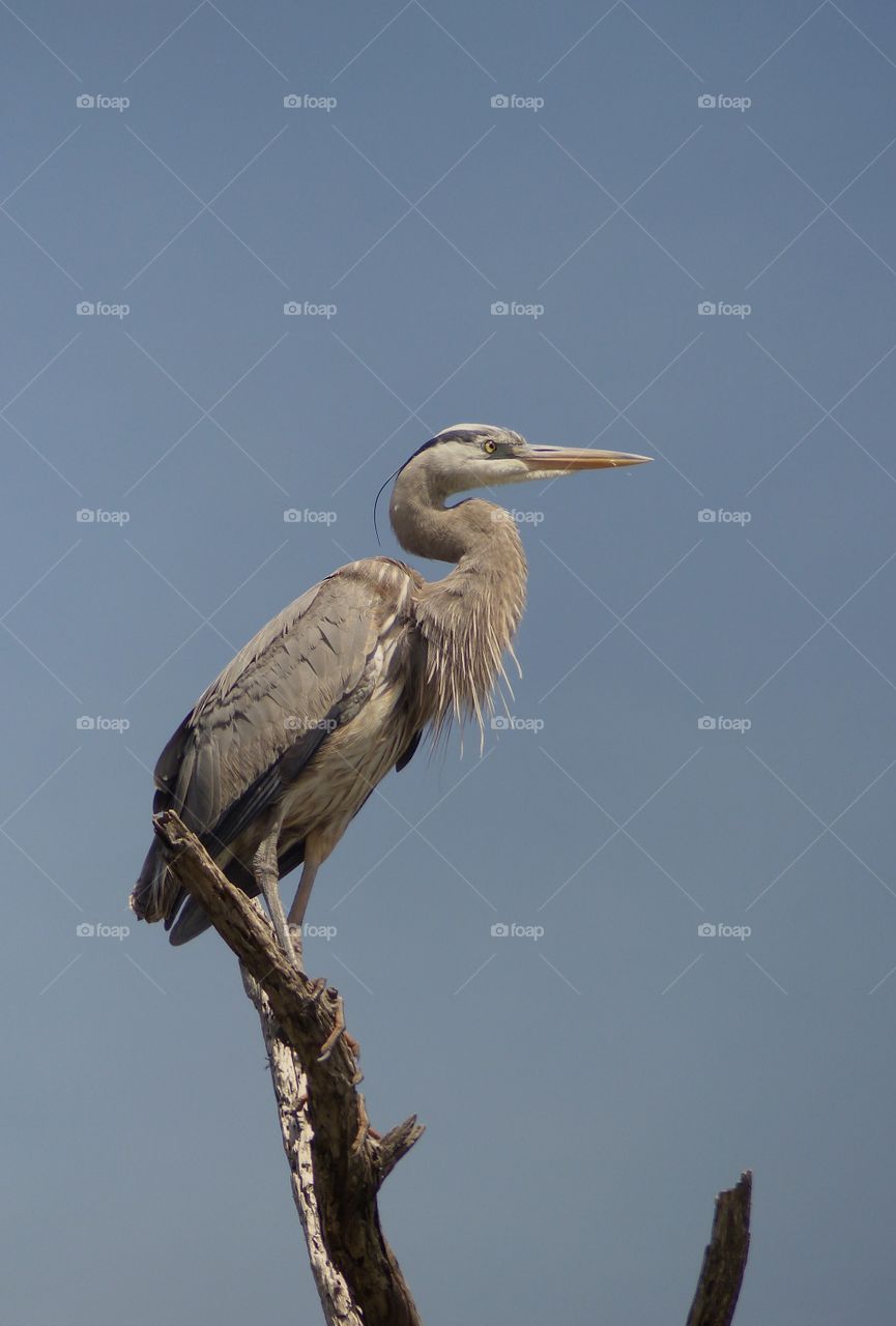 Egret perching on tree trunk