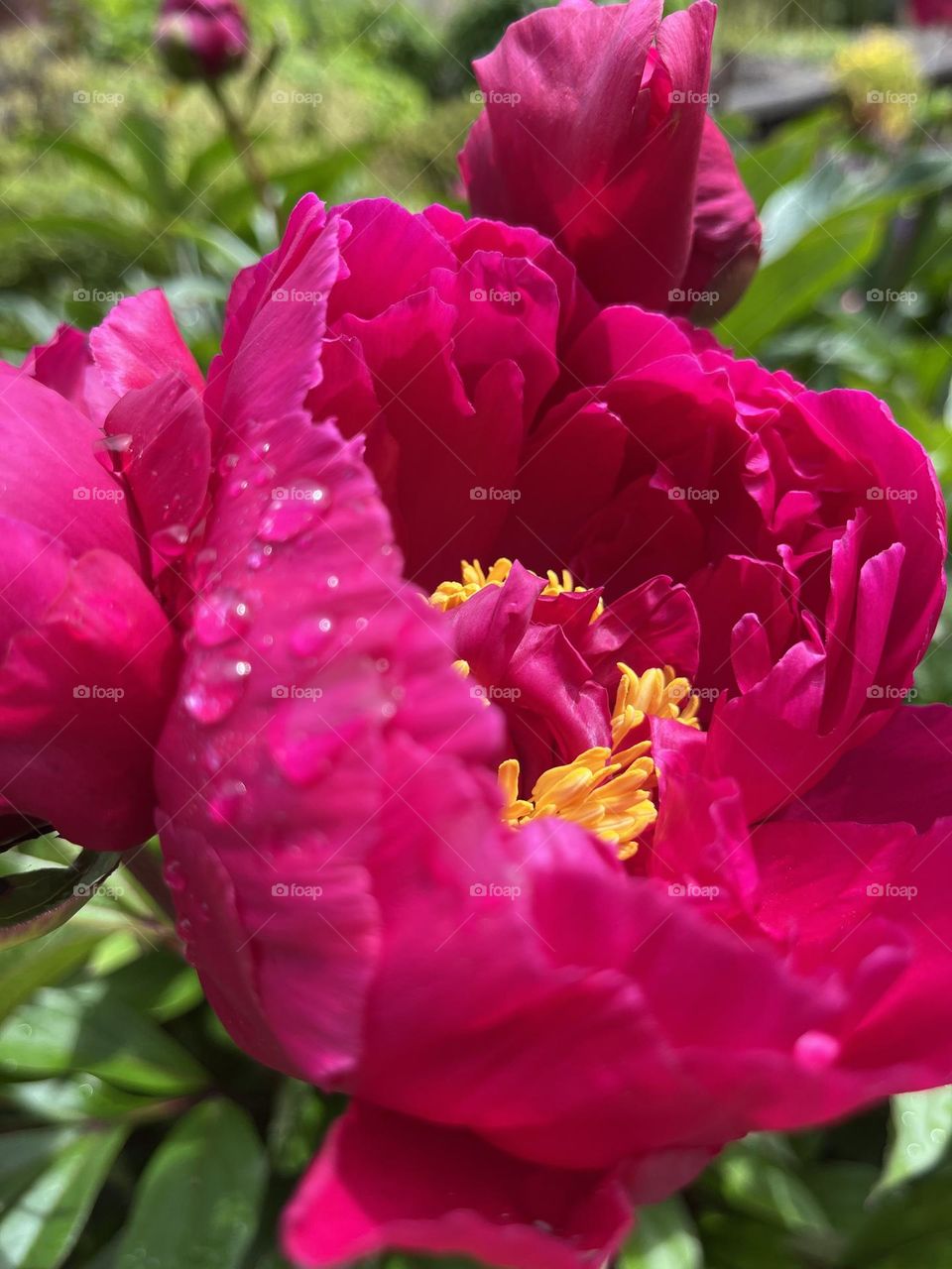 Bright yellow center of a bright fuchsia flower glistening with dew drops