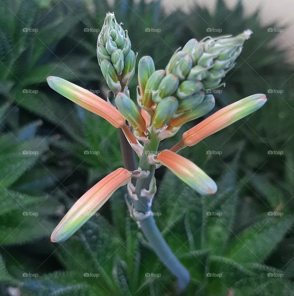 Flower Power
