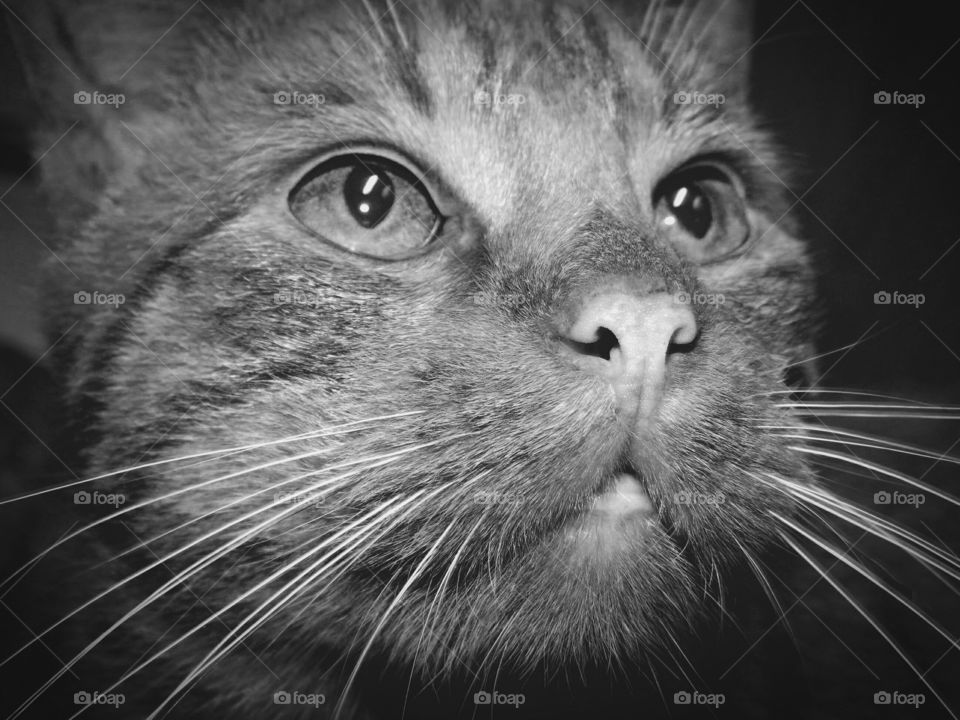 Portrait of cat