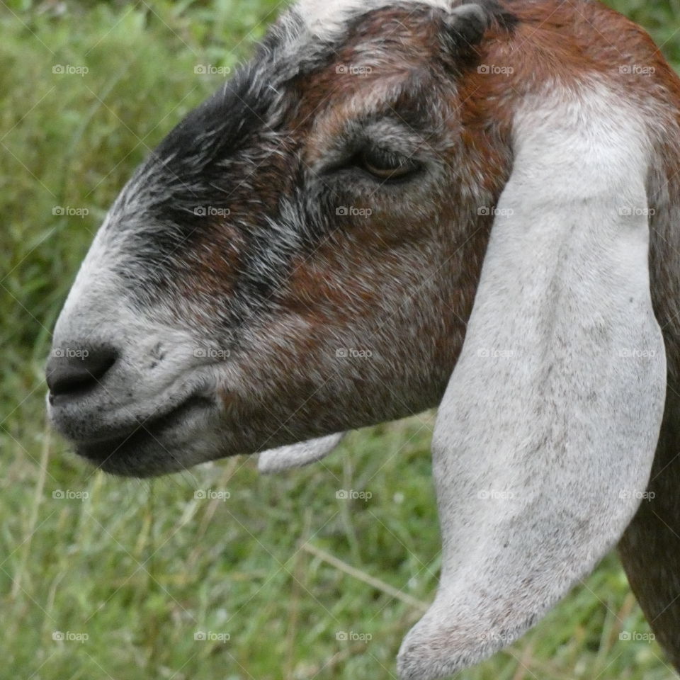 goat face