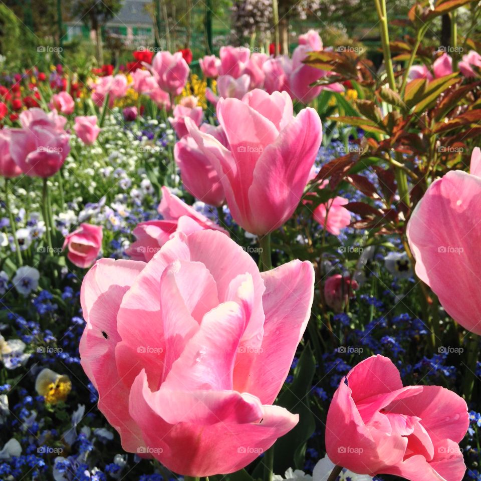 Red tulips