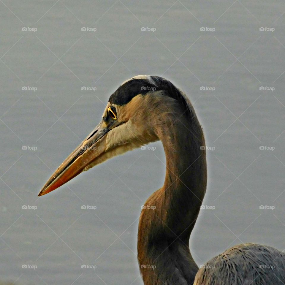 Close up of The Great Blue Heron who is the king of the wading birds! They wade in the shallows and are quite adept at catching frogs, crayfish and small fish!